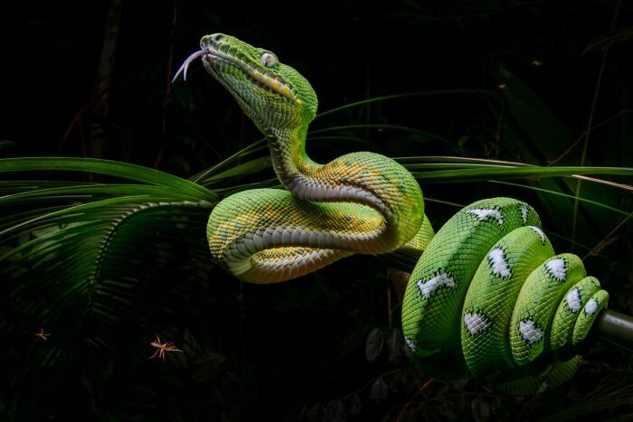 85 Of The Best Wildlife Photos From The Nature Photographer Of The Year Contest (2016–2025) 85 Of The Best Wildlife Photos From The Nature Photographer Of The Year Contest (2016–2025)