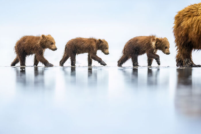 85 Of The Best Wildlife Photos From The Nature Photographer Of The Year Contest (2016–2025) 85 Of The Best Wildlife Photos From The Nature Photographer Of The Year Contest (2016–2025)