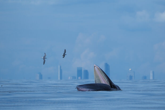 85 Of The Best Wildlife Photos From The Nature Photographer Of The Year Contest (2016–2025) 85 Of The Best Wildlife Photos From The Nature Photographer Of The Year Contest (2016–2025)