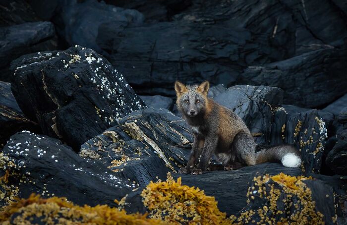 85 Of The Best Wildlife Photos From The Nature Photographer Of The Year Contest (2016–2025) 85 Of The Best Wildlife Photos From The Nature Photographer Of The Year Contest (2016–2025)
