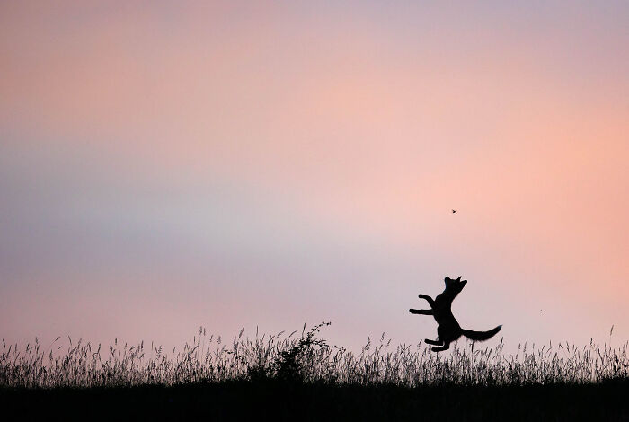 85 Of The Best Wildlife Photos From The Nature Photographer Of The Year Contest (2016–2025) 85 Of The Best Wildlife Photos From The Nature Photographer Of The Year Contest (2016–2025)