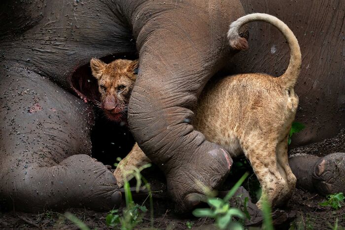 85 Of The Best Wildlife Photos From The Nature Photographer Of The Year Contest (2016–2025) 85 Of The Best Wildlife Photos From The Nature Photographer Of The Year Contest (2016–2025)