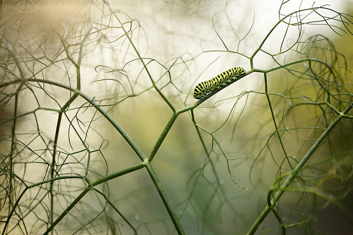 85 Of The Best Wildlife Photos From The Nature Photographer Of The Year Contest (2016–2025) 85 Of The Best Wildlife Photos From The Nature Photographer Of The Year Contest (2016–2025)