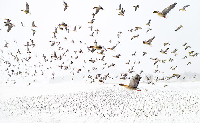 85 Of The Best Wildlife Photos From The Nature Photographer Of The Year Contest (2016–2025) 85 Of The Best Wildlife Photos From The Nature Photographer Of The Year Contest (2016–2025)