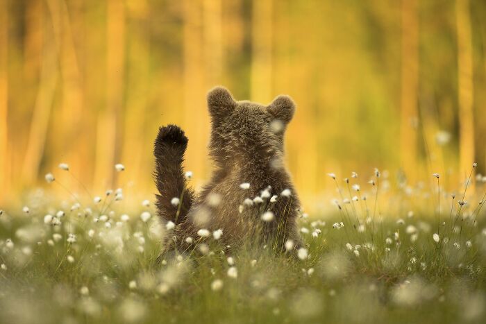 85 Of The Best Wildlife Photos From The Nature Photographer Of The Year Contest (2016–2025) 85 Of The Best Wildlife Photos From The Nature Photographer Of The Year Contest (2016–2025)