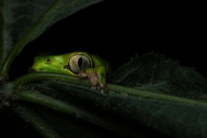 85 Of The Best Wildlife Photos From The Nature Photographer Of The Year Contest (2016–2025) 85 Of The Best Wildlife Photos From The Nature Photographer Of The Year Contest (2016–2025)