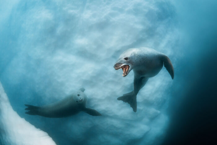 85 Of The Best Wildlife Photos From The Nature Photographer Of The Year Contest (2016–2025) 85 Of The Best Wildlife Photos From The Nature Photographer Of The Year Contest (2016–2025)