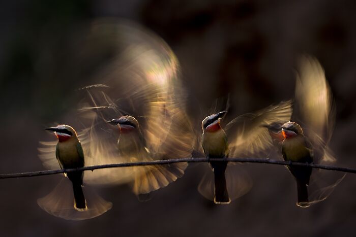 85 Of The Best Wildlife Photos From The Nature Photographer Of The Year Contest (2016–2025) 85 Of The Best Wildlife Photos From The Nature Photographer Of The Year Contest (2016–2025)