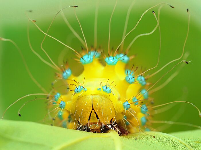 85 Of The Best Wildlife Photos From The Nature Photographer Of The Year Contest (2016–2025) 85 Of The Best Wildlife Photos From The Nature Photographer Of The Year Contest (2016–2025)