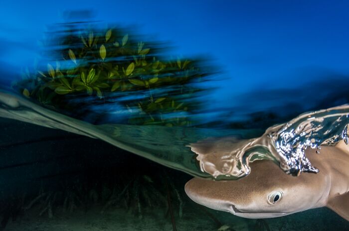 85 Of The Best Wildlife Photos From The Nature Photographer Of The Year Contest (2016–2025) 85 Of The Best Wildlife Photos From The Nature Photographer Of The Year Contest (2016–2025)