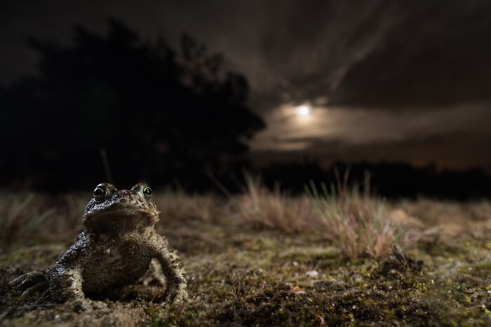 85 Of The Best Wildlife Photos From The Nature Photographer Of The Year Contest (2016–2025) 85 Of The Best Wildlife Photos From The Nature Photographer Of The Year Contest (2016–2025)