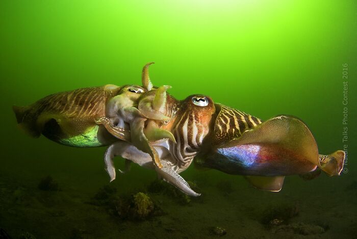85 Of The Best Wildlife Photos From The Nature Photographer Of The Year Contest (2016–2025) 85 Of The Best Wildlife Photos From The Nature Photographer Of The Year Contest (2016–2025)