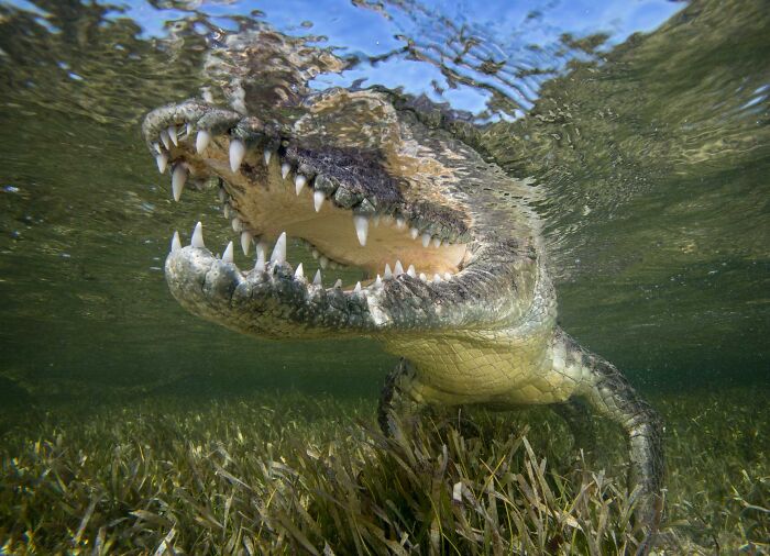 85 Of The Best Wildlife Photos From The Nature Photographer Of The Year Contest (2016–2025) 85 Of The Best Wildlife Photos From The Nature Photographer Of The Year Contest (2016–2025)