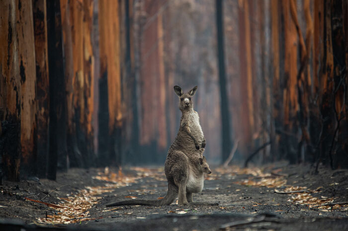 85 Of The Best Wildlife Photos From The Nature Photographer Of The Year Contest (2016–2025) 85 Of The Best Wildlife Photos From The Nature Photographer Of The Year Contest (2016–2025)