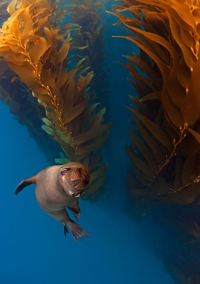 85 Of The Best Wildlife Photos From The Nature Photographer Of The Year Contest (2016–2025) 85 Of The Best Wildlife Photos From The Nature Photographer Of The Year Contest (2016–2025)