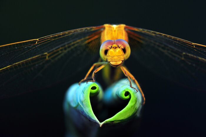 85 Of The Best Wildlife Photos From The Nature Photographer Of The Year Contest (2016–2025) 85 Of The Best Wildlife Photos From The Nature Photographer Of The Year Contest (2016–2025)