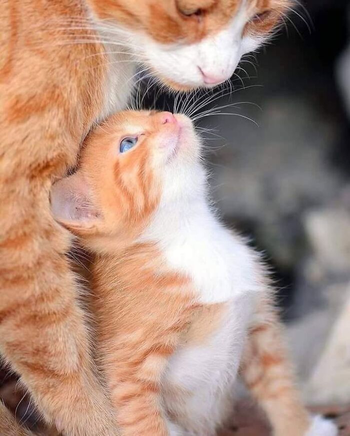 21 Mama Cats Who Are Absolutely Nailing Motherhood, One Cuddle At A Time, As Shared By This Page 21 Mama Cats Who Are Absolutely Nailing Motherhood, One Cuddle At A Time, As Shared By This Page