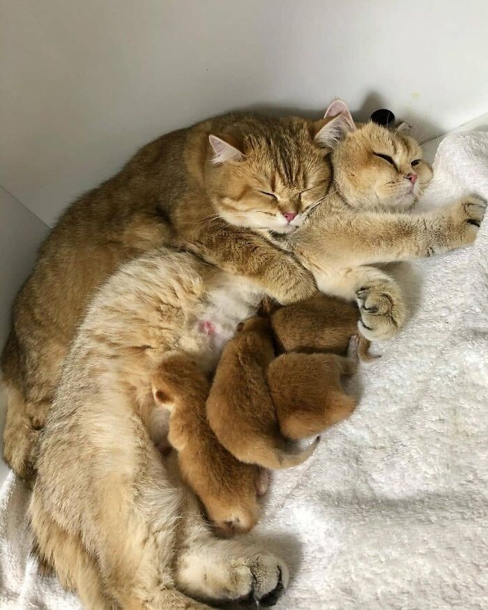 21 Mama Cats Who Are Absolutely Nailing Motherhood, One Cuddle At A Time, As Shared By This Page 21 Mama Cats Who Are Absolutely Nailing Motherhood, One Cuddle At A Time, As Shared By This Page