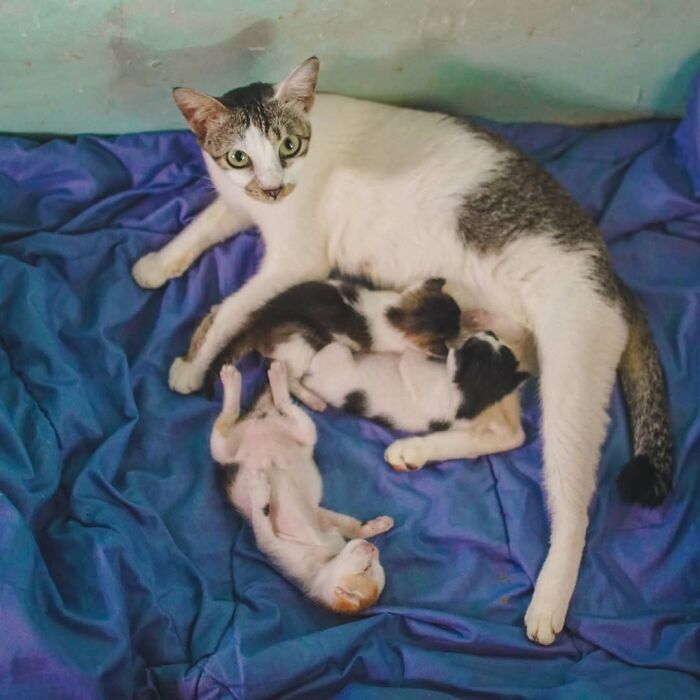 21 Mama Cats Who Are Absolutely Nailing Motherhood, One Cuddle At A Time, As Shared By This Page 21 Mama Cats Who Are Absolutely Nailing Motherhood, One Cuddle At A Time, As Shared By This Page