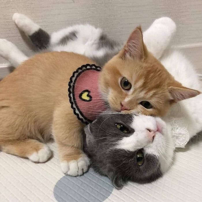 21 Mama Cats Who Are Absolutely Nailing Motherhood, One Cuddle At A Time, As Shared By This Page 21 Mama Cats Who Are Absolutely Nailing Motherhood, One Cuddle At A Time, As Shared By This Page