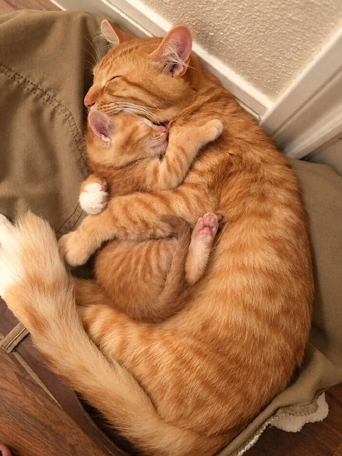21 Mama Cats Who Are Absolutely Nailing Motherhood, One Cuddle At A Time, As Shared By This Page 21 Mama Cats Who Are Absolutely Nailing Motherhood, One Cuddle At A Time, As Shared By This Page