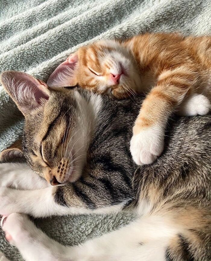 21 Mama Cats Who Are Absolutely Nailing Motherhood, One Cuddle At A Time, As Shared By This Page 21 Mama Cats Who Are Absolutely Nailing Motherhood, One Cuddle At A Time, As Shared By This Page