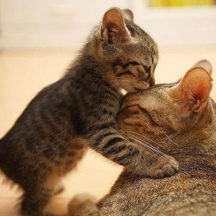 21 Mama Cats Who Are Absolutely Nailing Motherhood, One Cuddle At A Time, As Shared By This Page 21 Mama Cats Who Are Absolutely Nailing Motherhood, One Cuddle At A Time, As Shared By This Page