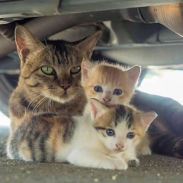 21 Mama Cats Who Are Absolutely Nailing Motherhood, One Cuddle At A Time, As Shared By This Page 21 Mama Cats Who Are Absolutely Nailing Motherhood, One Cuddle At A Time, As Shared By This Page