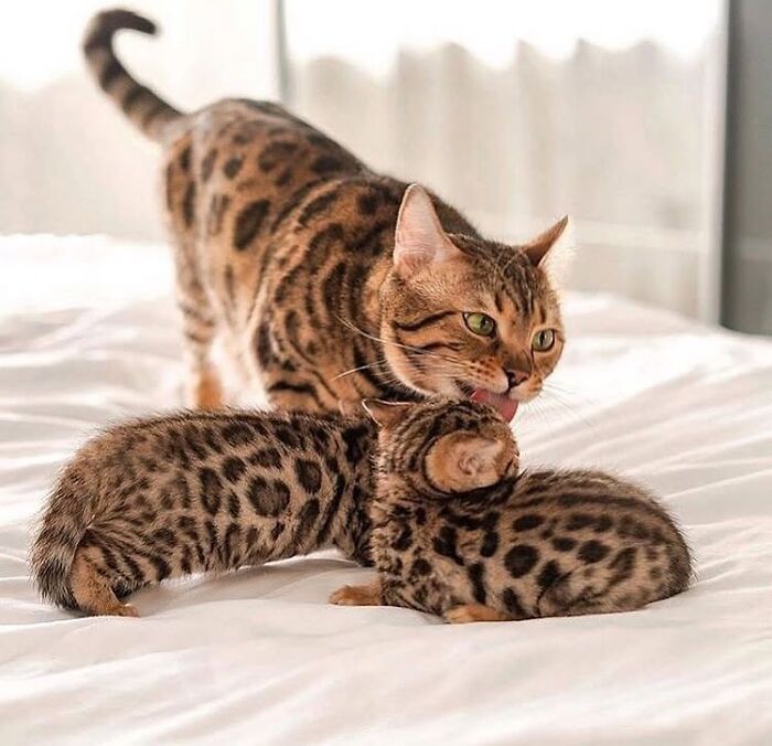 21 Mama Cats Who Are Absolutely Nailing Motherhood, One Cuddle At A Time, As Shared By This Page 21 Mama Cats Who Are Absolutely Nailing Motherhood, One Cuddle At A Time, As Shared By This Page