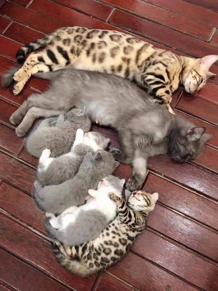 21 Mama Cats Who Are Absolutely Nailing Motherhood, One Cuddle At A Time, As Shared By This Page 21 Mama Cats Who Are Absolutely Nailing Motherhood, One Cuddle At A Time, As Shared By This Page