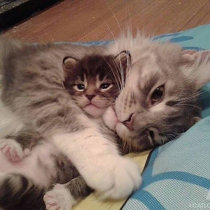 21 Mama Cats Who Are Absolutely Nailing Motherhood, One Cuddle At A Time, As Shared By This Page 21 Mama Cats Who Are Absolutely Nailing Motherhood, One Cuddle At A Time, As Shared By This Page