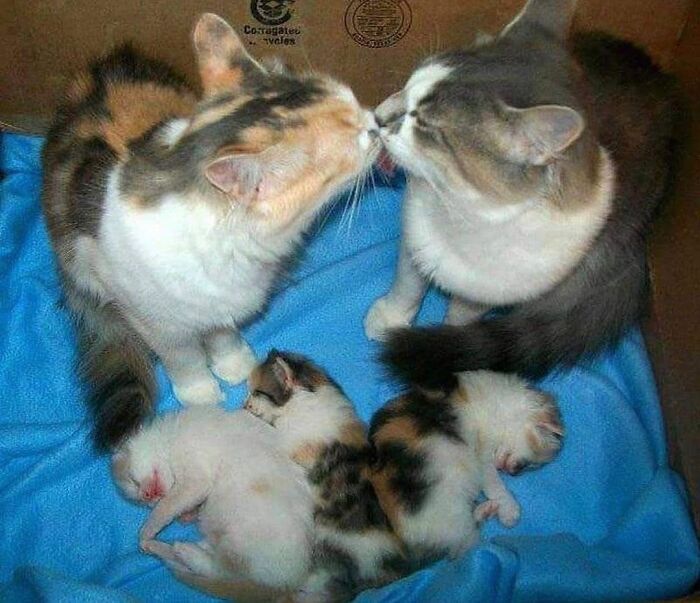 21 Mama Cats Who Are Absolutely Nailing Motherhood, One Cuddle At A Time, As Shared By This Page 21 Mama Cats Who Are Absolutely Nailing Motherhood, One Cuddle At A Time, As Shared By This Page