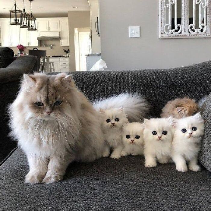 21 Mama Cats Who Are Absolutely Nailing Motherhood, One Cuddle At A Time, As Shared By This Page 21 Mama Cats Who Are Absolutely Nailing Motherhood, One Cuddle At A Time, As Shared By This Page