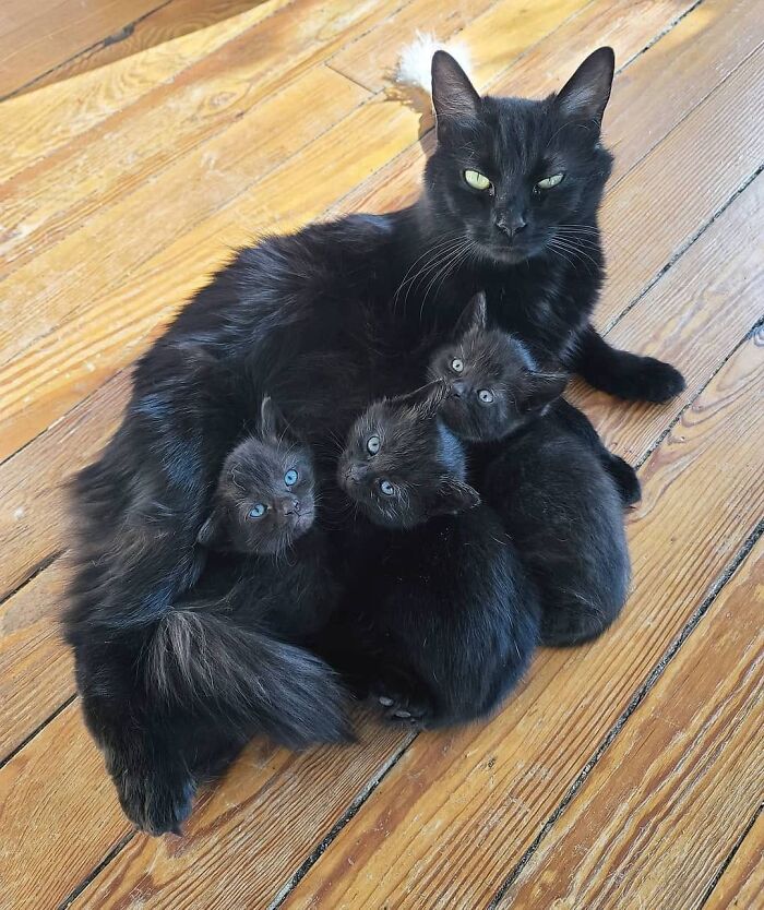 21 Mama Cats Who Are Absolutely Nailing Motherhood, One Cuddle At A Time, As Shared By This Page 21 Mama Cats Who Are Absolutely Nailing Motherhood, One Cuddle At A Time, As Shared By This Page