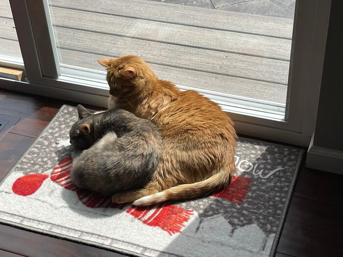 21 Mama Cats Who Are Absolutely Nailing Motherhood, One Cuddle At A Time, As Shared By This Page 21 Mama Cats Who Are Absolutely Nailing Motherhood, One Cuddle At A Time, As Shared By This Page