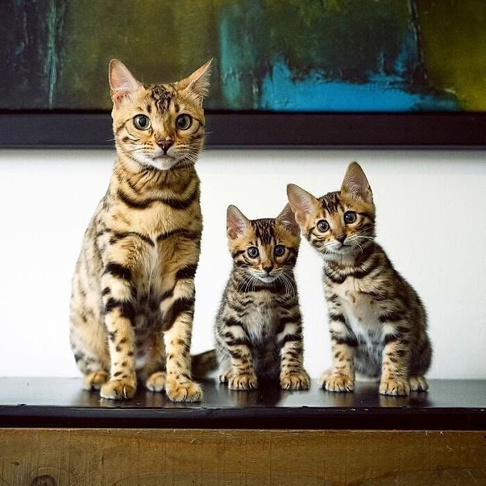 21 Mama Cats Who Are Absolutely Nailing Motherhood, One Cuddle At A Time, As Shared By This Page 21 Mama Cats Who Are Absolutely Nailing Motherhood, One Cuddle At A Time, As Shared By This Page