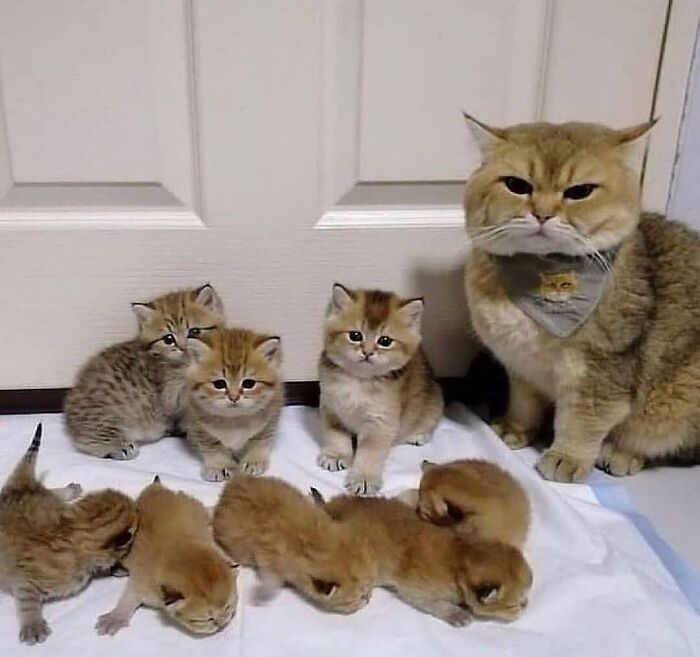 21 Mama Cats Who Are Absolutely Nailing Motherhood, One Cuddle At A Time, As Shared By This Page 21 Mama Cats Who Are Absolutely Nailing Motherhood, One Cuddle At A Time, As Shared By This Page
