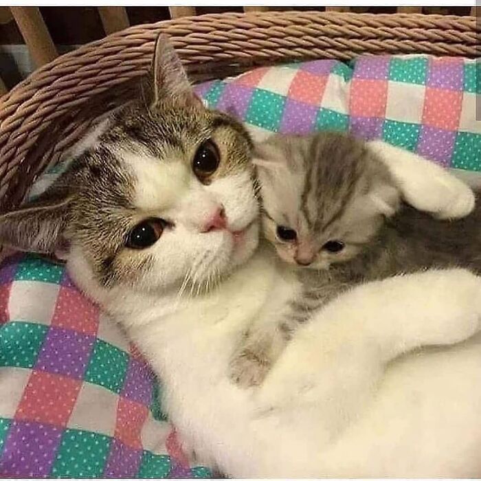 21 Mama Cats Who Are Absolutely Nailing Motherhood, One Cuddle At A Time, As Shared By This Page 21 Mama Cats Who Are Absolutely Nailing Motherhood, One Cuddle At A Time, As Shared By This Page