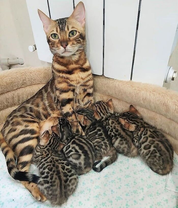 21 Mama Cats Who Are Absolutely Nailing Motherhood, One Cuddle At A Time, As Shared By This Page 21 Mama Cats Who Are Absolutely Nailing Motherhood, One Cuddle At A Time, As Shared By This Page
