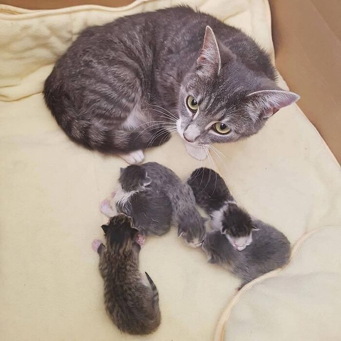 21 Mama Cats Who Are Absolutely Nailing Motherhood, One Cuddle At A Time, As Shared By This Page 21 Mama Cats Who Are Absolutely Nailing Motherhood, One Cuddle At A Time, As Shared By This Page