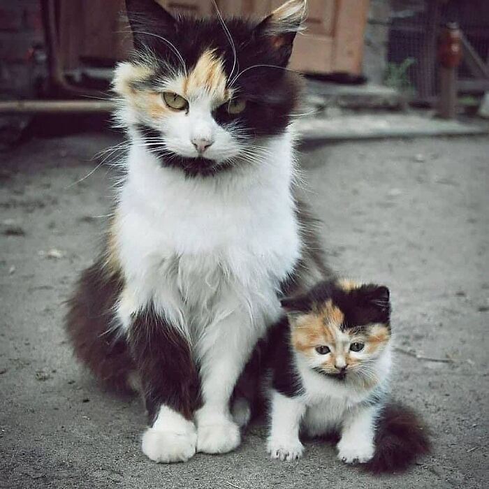 21 Mama Cats Who Are Absolutely Nailing Motherhood, One Cuddle At A Time, As Shared By This Page 21 Mama Cats Who Are Absolutely Nailing Motherhood, One Cuddle At A Time, As Shared By This Page