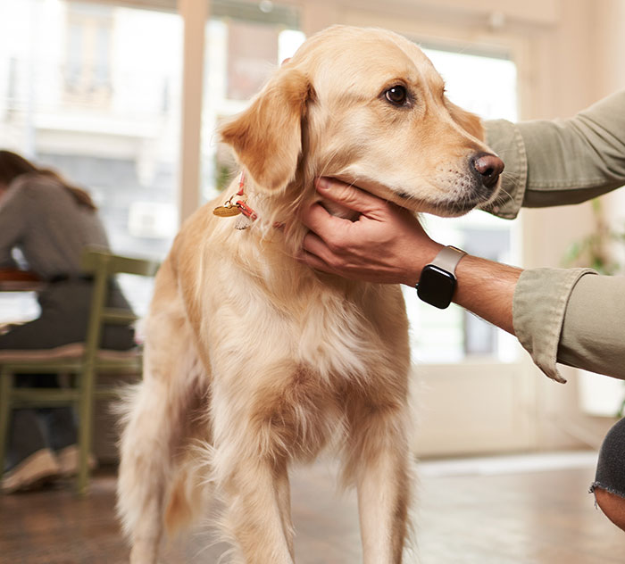 Hotel Tells Employee To Not Bring Untrained Dog To Work, She Calls Them “Satanic Reptilian Illuminati”
