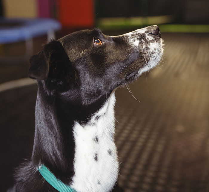 Hotel Tells Employee To Not Bring Untrained Dog To Work, She Calls Them “Satanic Reptilian Illuminati”