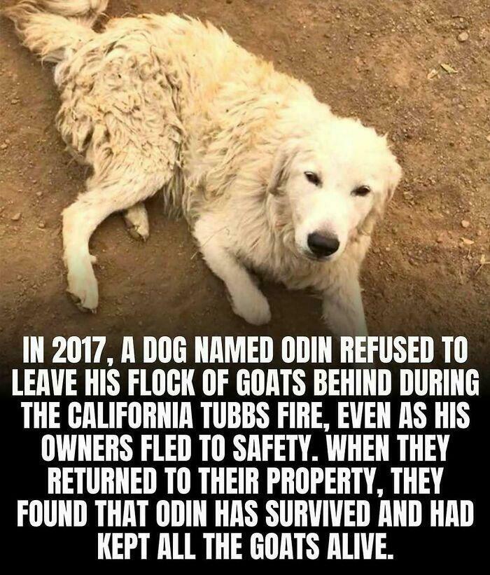 83 Wholesome Photos And Stories That Might Make You Appreciate The Internet Again (New Pics)