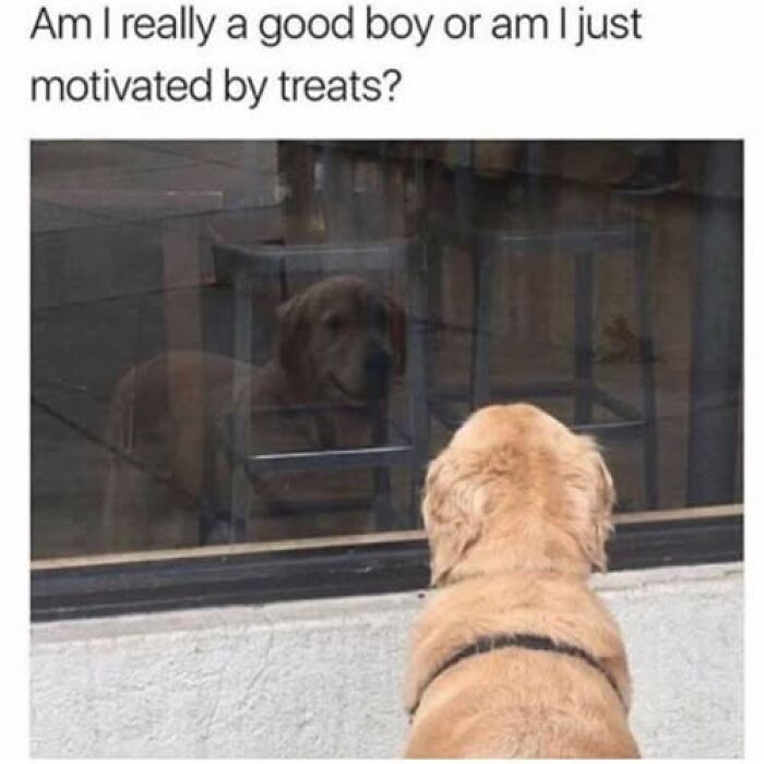 This Page Shares Hilarious And Heartwarming Dog Memes That Are Impossible Not To Smile At (30 Pics)