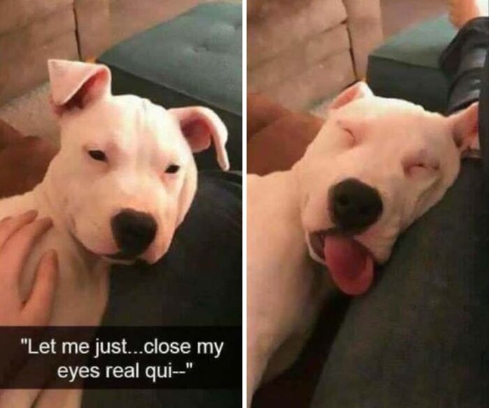 This Page Shares Hilarious And Heartwarming Dog Memes That Are Impossible Not To Smile At (30 Pics)