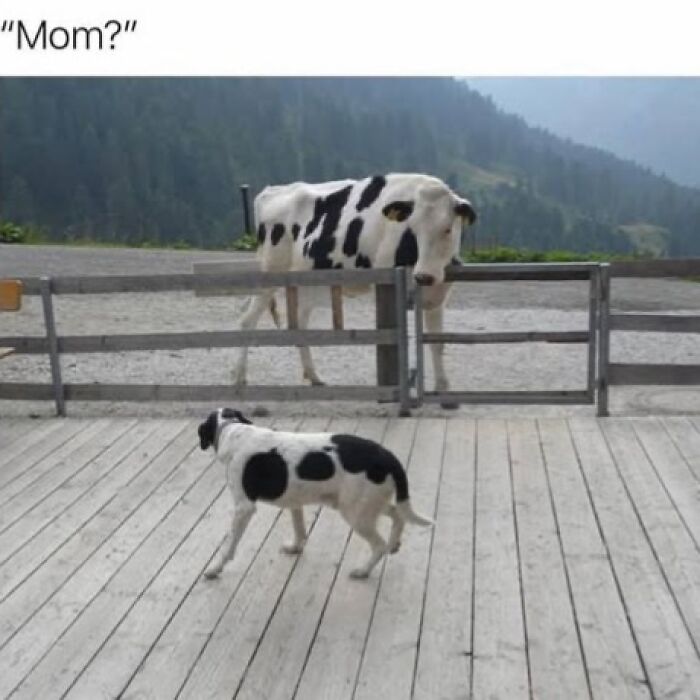 This Page Shares Hilarious And Heartwarming Dog Memes That Are Impossible Not To Smile At (30 Pics)