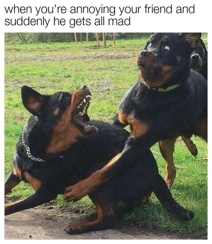 This Page Shares Hilarious And Heartwarming Dog Memes That Are Impossible Not To Smile At (30 Pics)