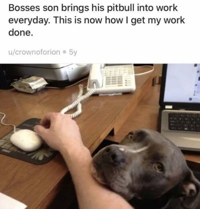 This Page Shares Hilarious And Heartwarming Dog Memes That Are Impossible Not To Smile At (30 Pics)