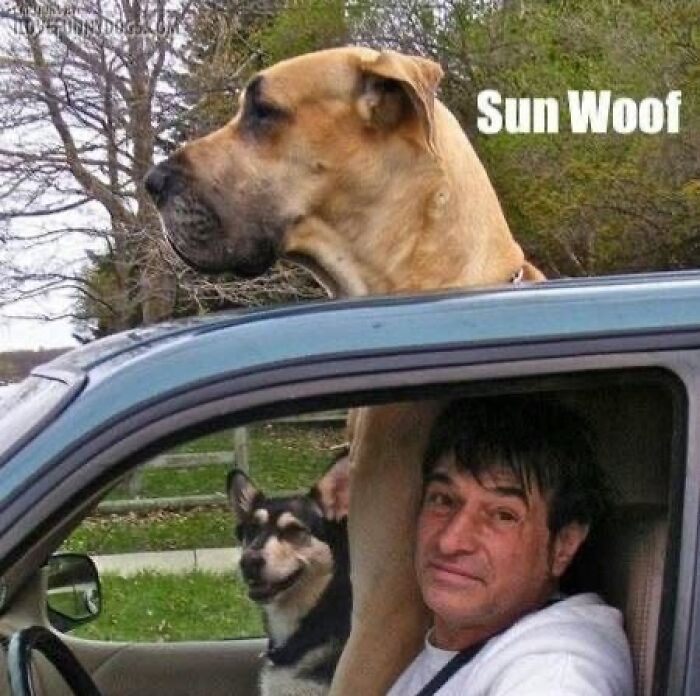 This Page Shares Hilarious And Heartwarming Dog Memes That Are Impossible Not To Smile At (30 Pics)